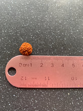 Load image into Gallery viewer, EXTREMELY Lucky Rudraksha Charm for Protection, Wealth, Focus, Anxiety, Stability & Love