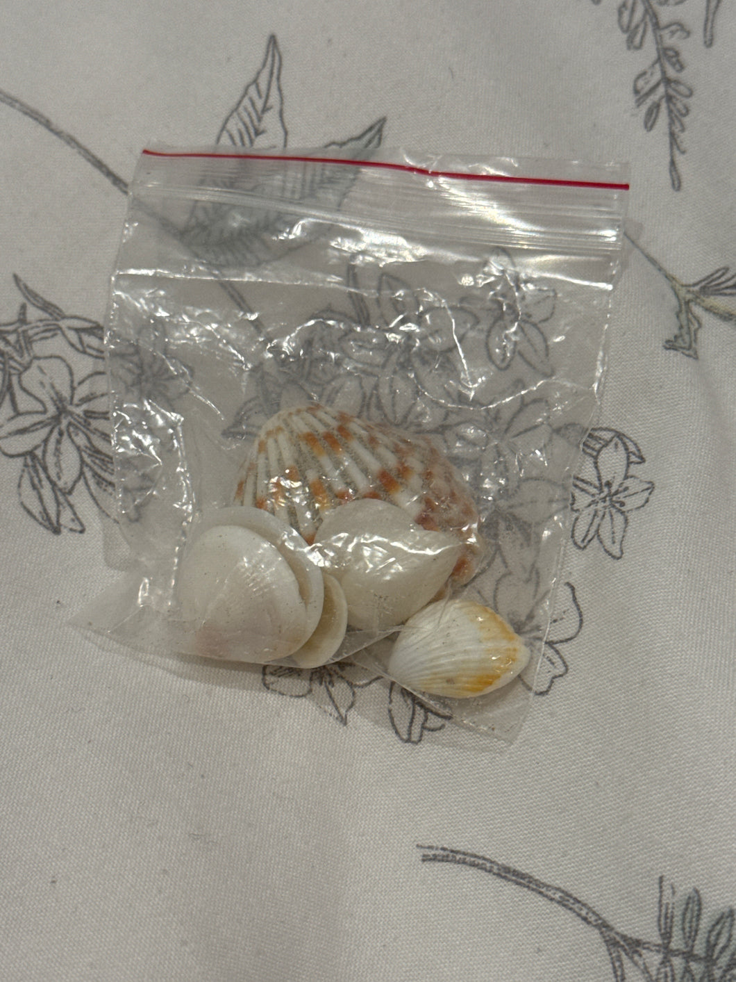 Make Your Wish Come true Lucky shells